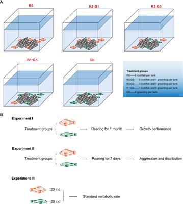 Social enrichment affects fish growth and aggression depending on fish species: Applications for aquaculture